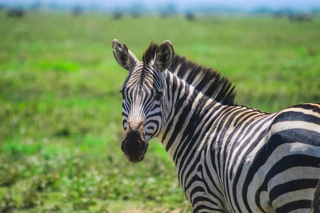 2 Days Tanzania Safari - Short and Sweet Safari