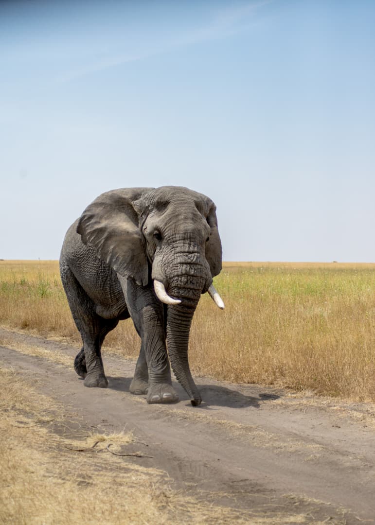 Tanzania Safari