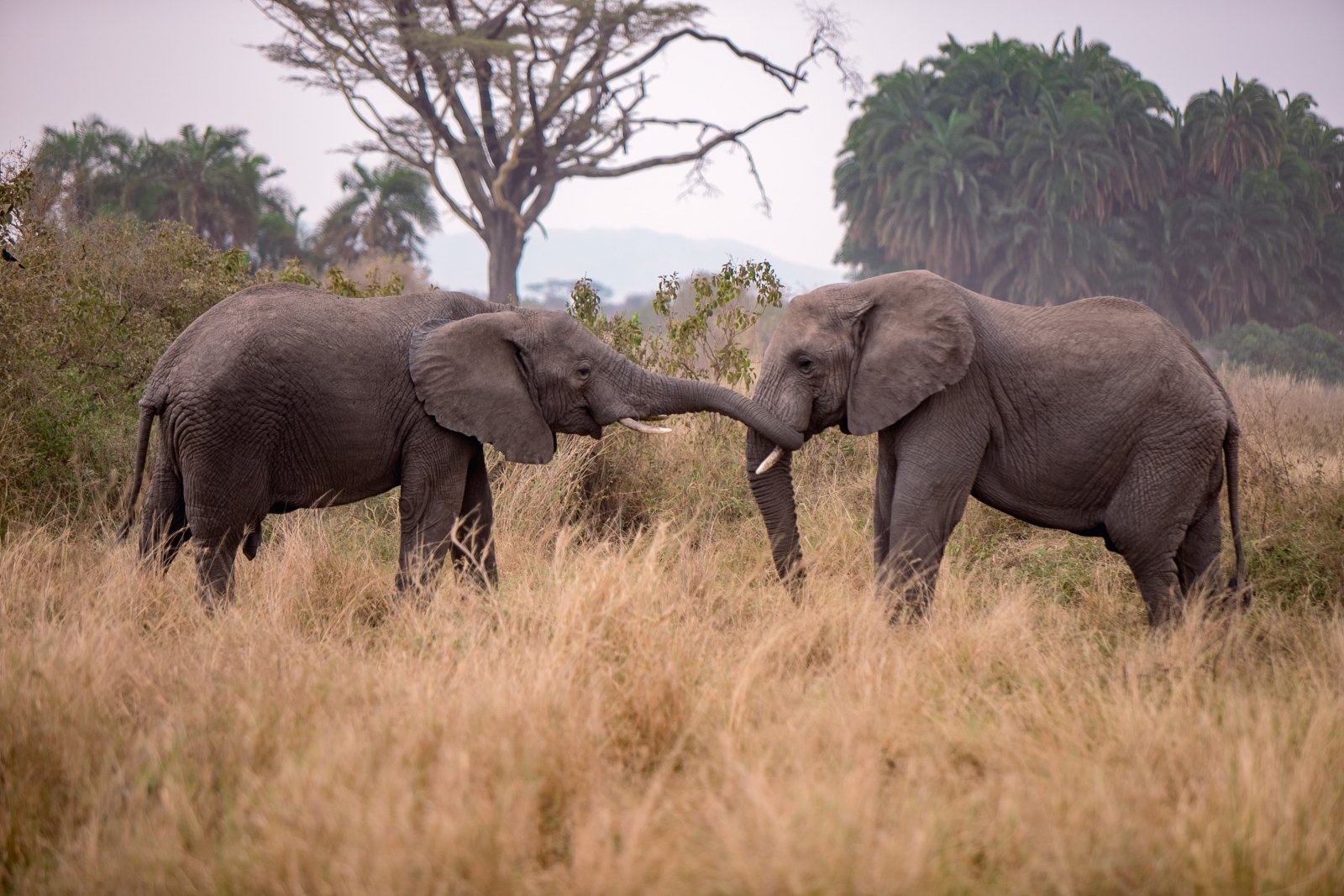 2-Day Mikumi Safari from Dar es Salaam