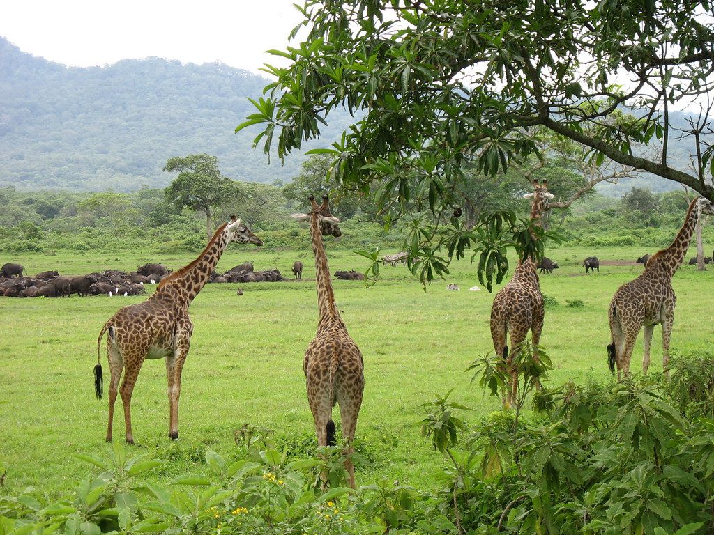 7 Days Tanzania Safari and Mount Meru Climb