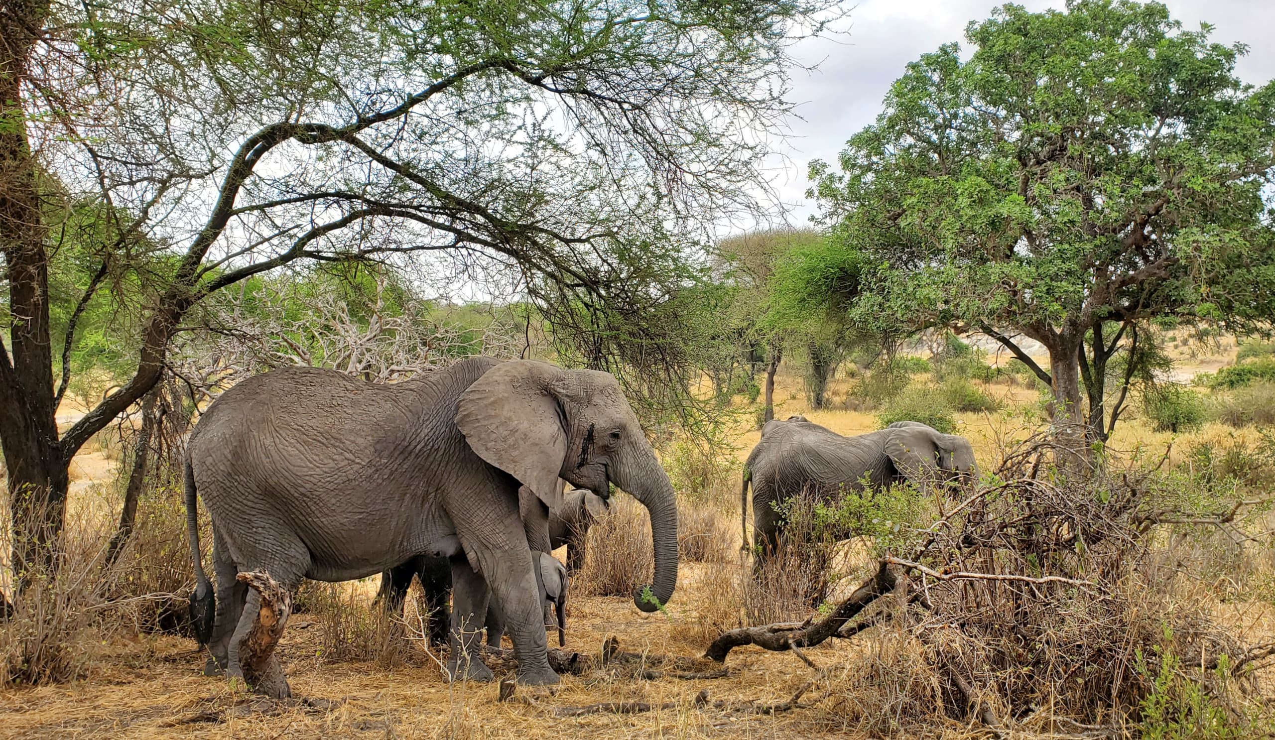 Affordable Tanzania Safari Packages - Tanzania Safari Tours