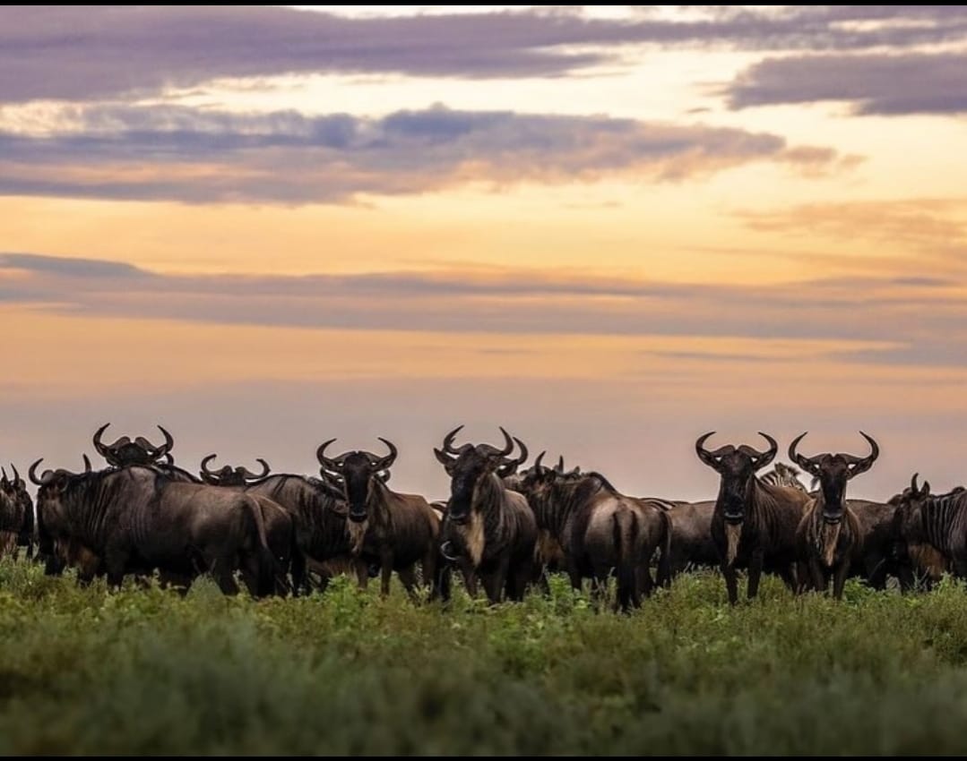 Best Time to Visit Tanzania for Safari, Kilimanjaro &amp; Zanzibar