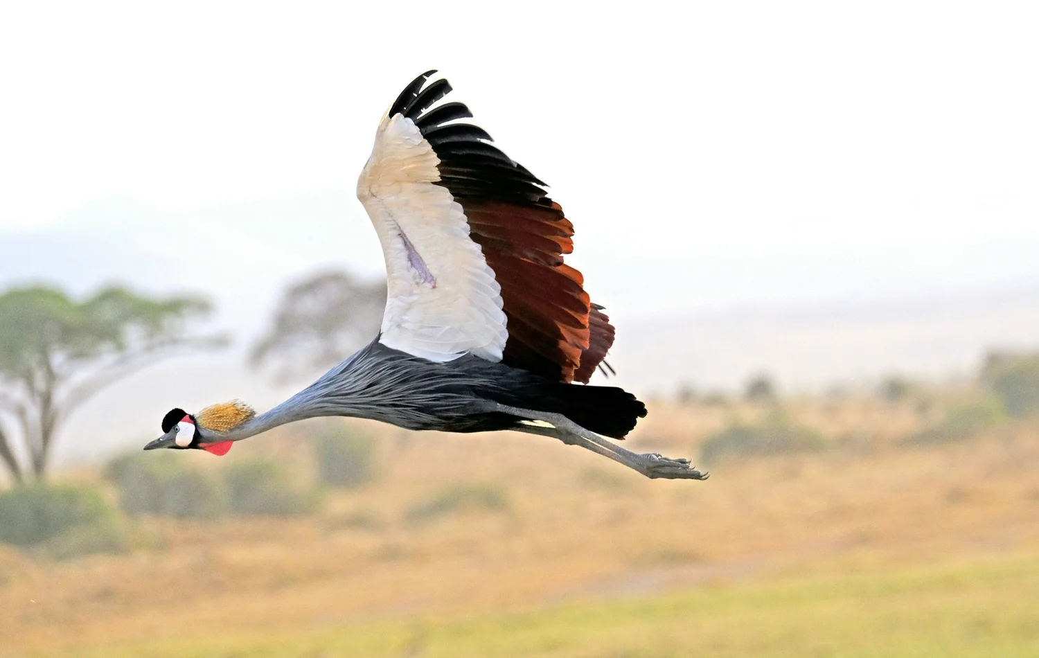 Bird Watching Safaris in Tanzania | Best Places & Time