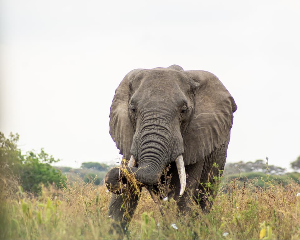 Kilimanjaro Climbing & Tanzania Safaris