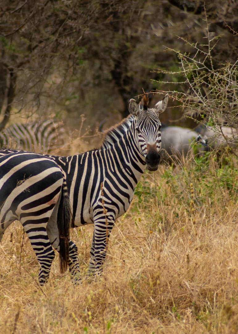 Lake Manyara National Park