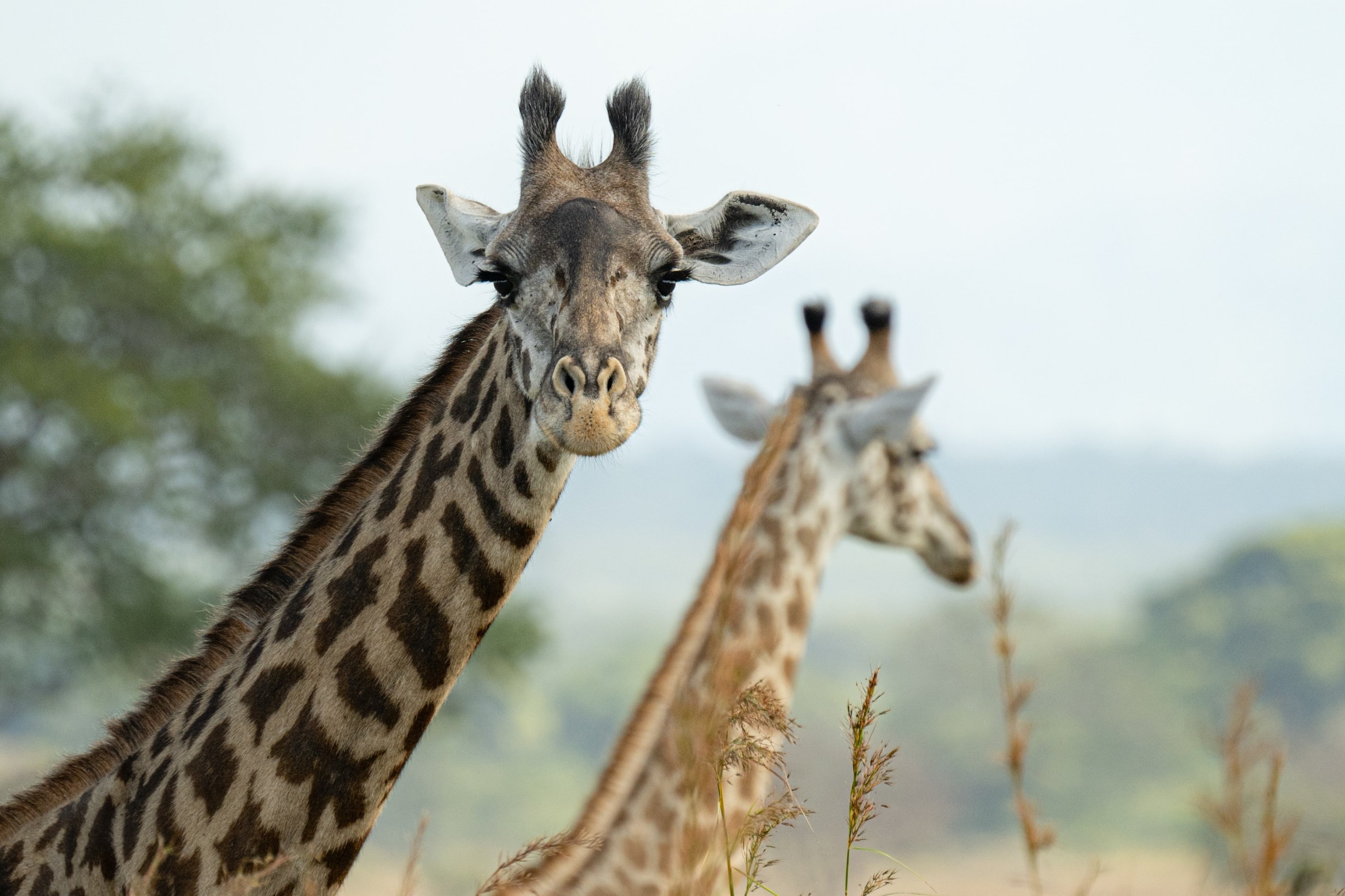 Mikumi National Park