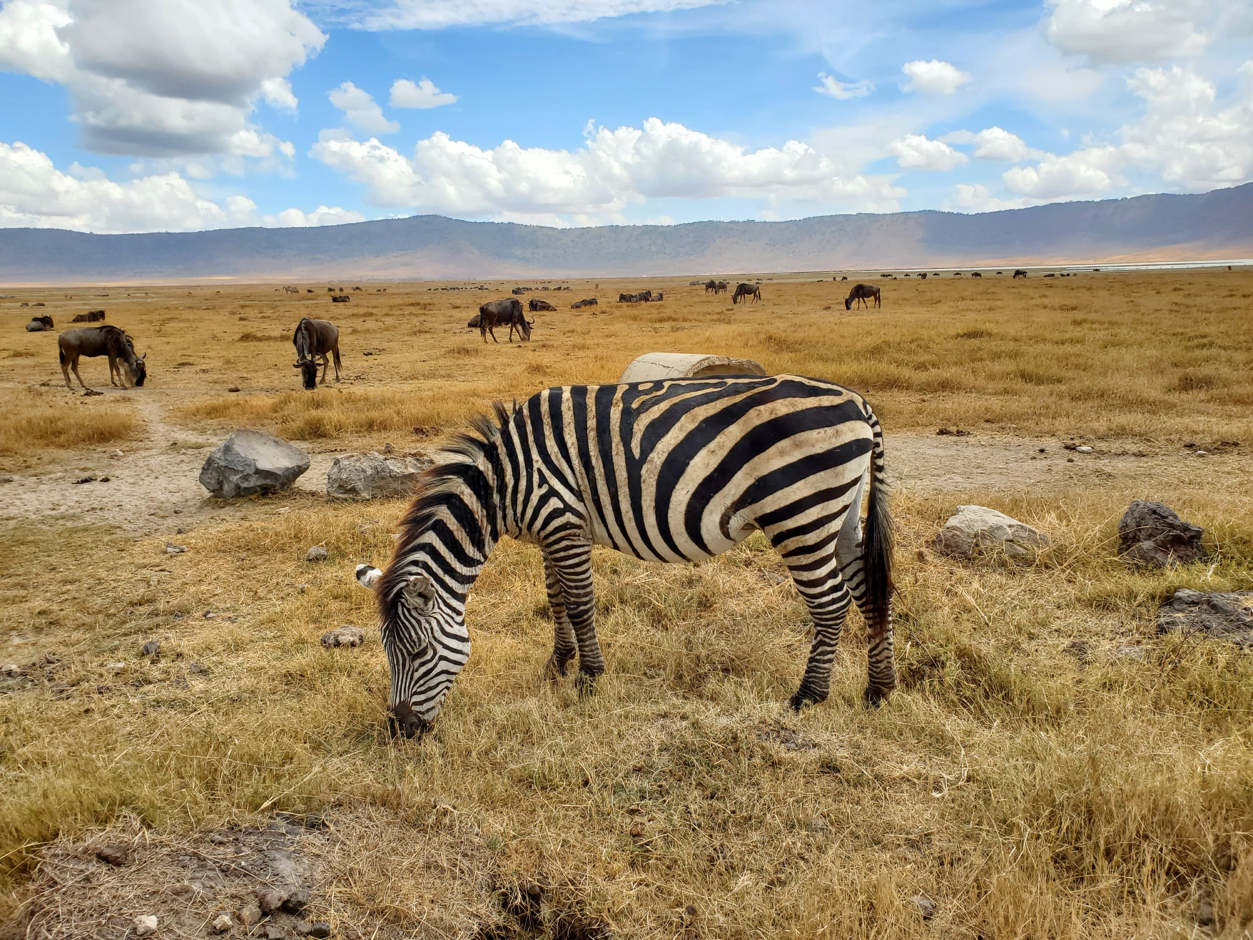 Ngorongoro Crater Day Safari