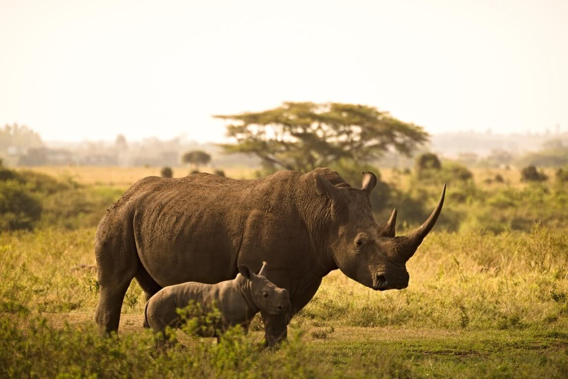 Ol Pejeta Conservation