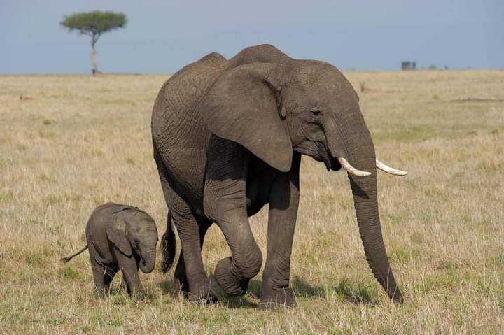 Tanzania Safari Tours with Incredible Africa Adventures